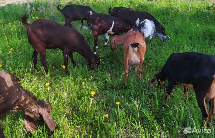 Молоко козье, коровье