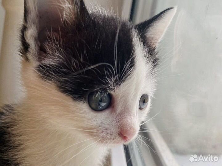 Котята ищут хозяев, отдаем в добрые руки