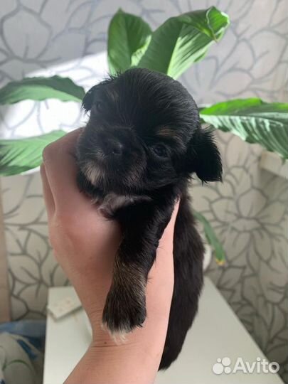 Продам чихуахуа