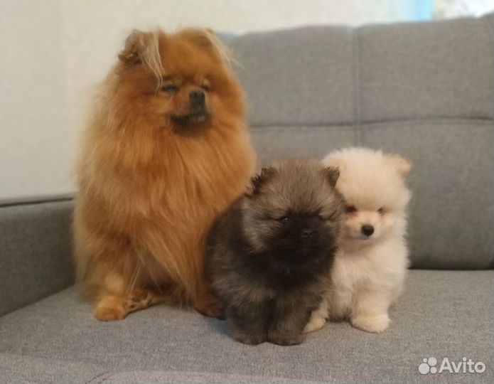 Собаки щенки шпиц