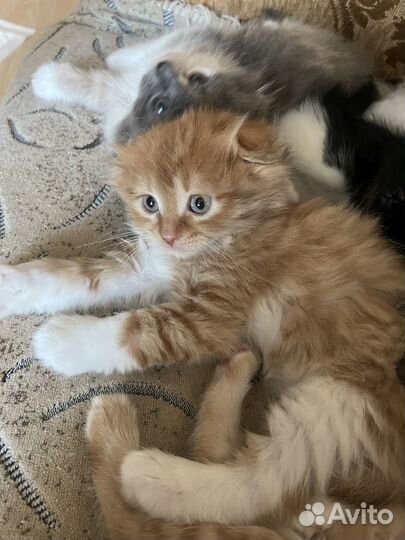 Вислоухие котята