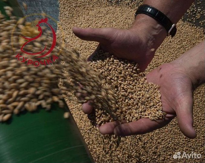 Пшеница ячмень