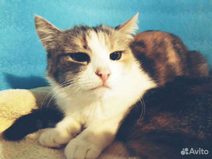 Кошка Ася,стерильная
