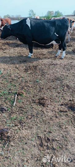 Карова стильный