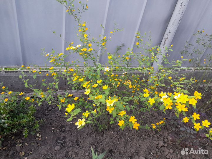 Керрия японская и обыкновенная