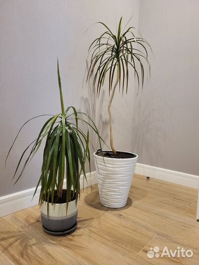 Пальма драцена