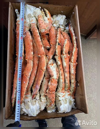 Конечности краба стригуна