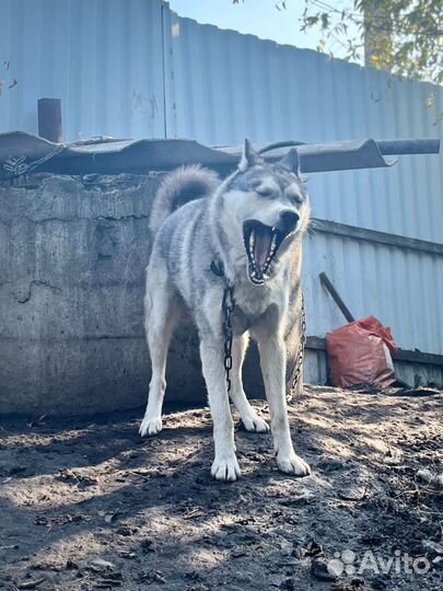 Хаски в добрые руки