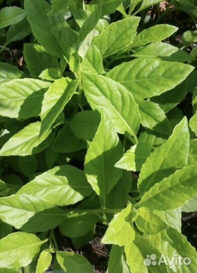 Лечебные растения