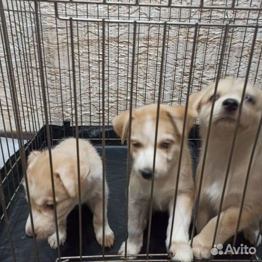 Собаки щенки бесплатно