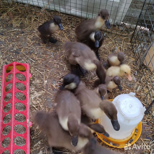 Утята индийский бегунок