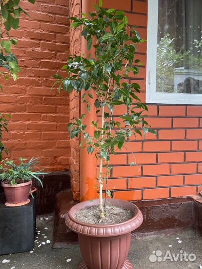 Комнатные растения