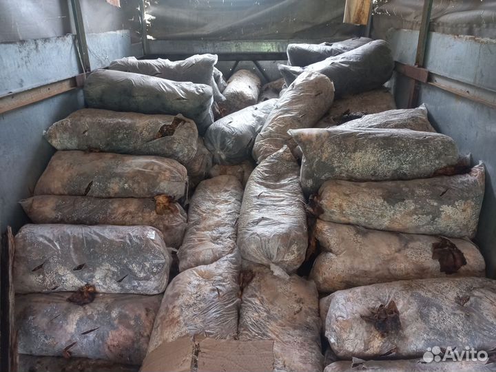 Грибные блоки (вешенка)