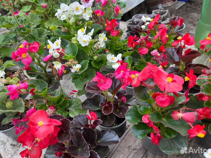 Петуния ампельная