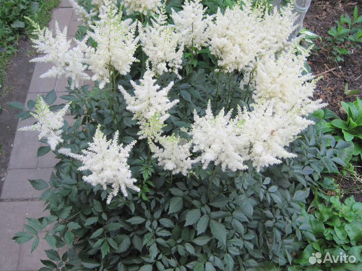Большие кусты астильбы