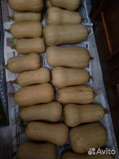 Тыква мускатная