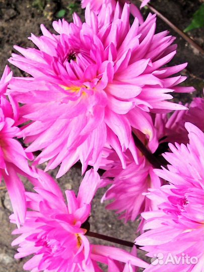 Клубни георгин