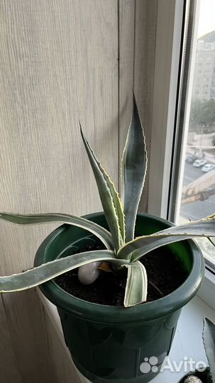 Агава американская полосатая