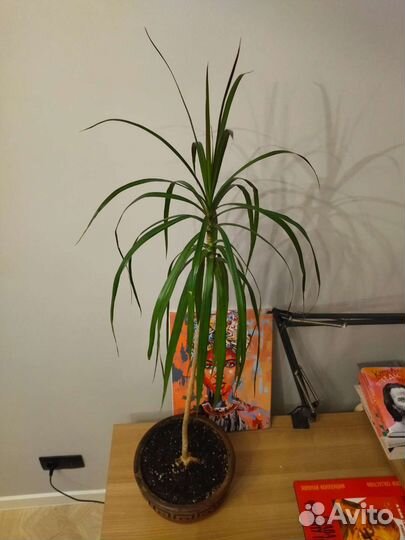 Пальма драцена