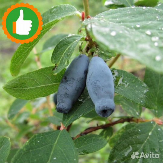 Саженцы Жимолость Гордость бакчара