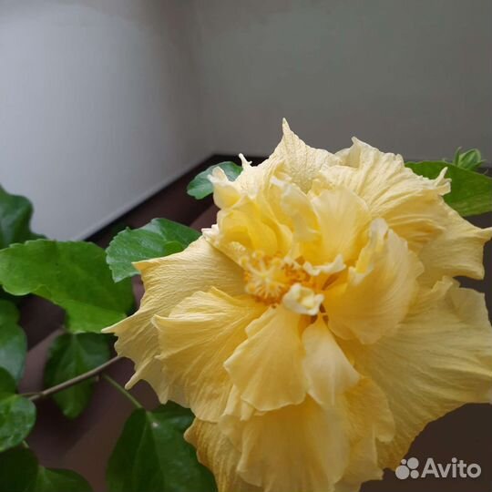 Гибискусы Saffron Moon, Zoey