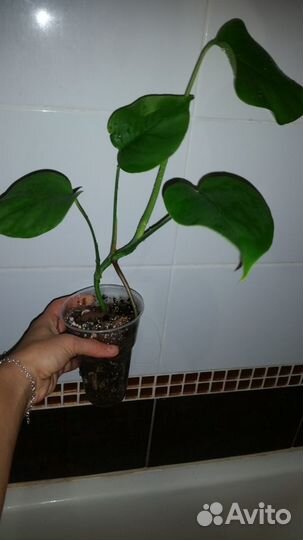 Филодендрон, монстера