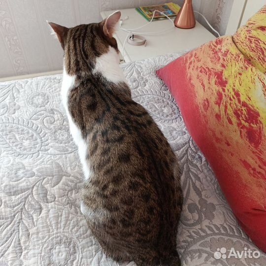 Кот метис бенгальский