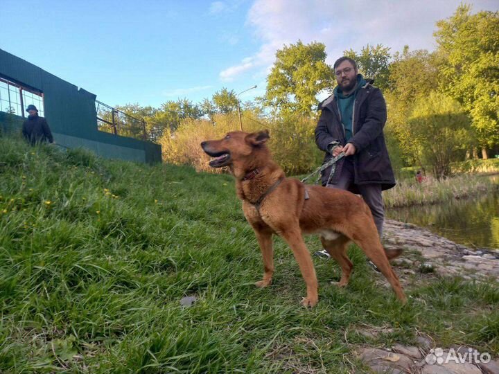 Собака в добрые руки. Мёд