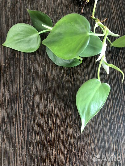 Сциндапсус, филодендрон