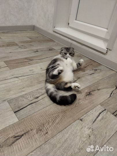Отдам бесплатно кошку