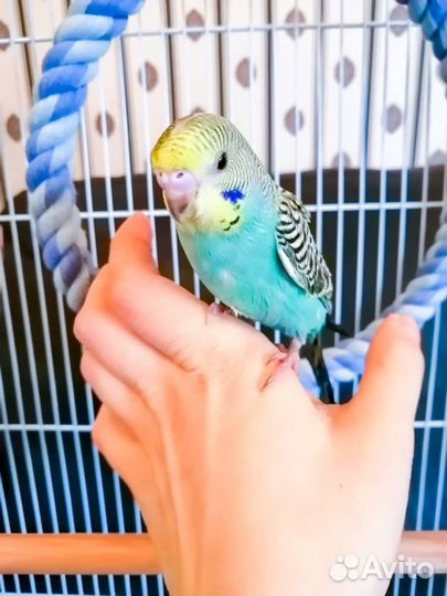 Попугай корелла / волнистый
