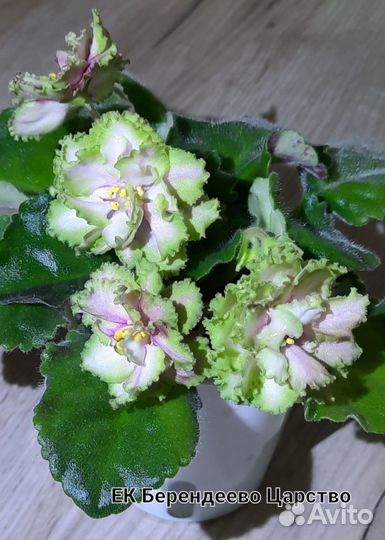 Сортовые фиалки