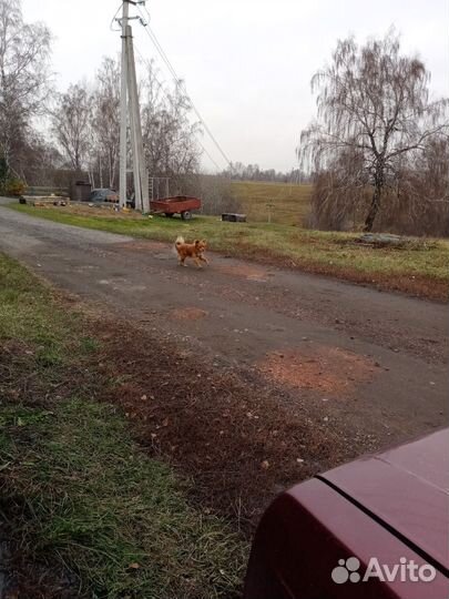 Щенки таксы бесплатно