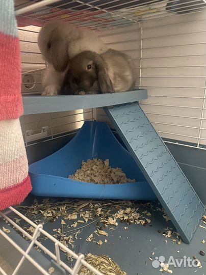 Декоративные кролики