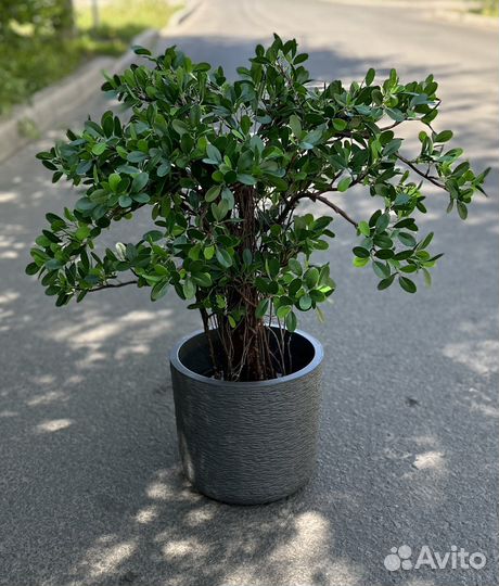 Фикус микрокарпа мокламе