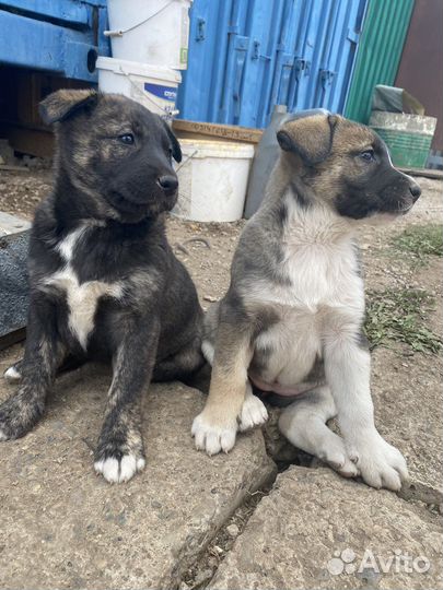 Щенки породы Лайка
