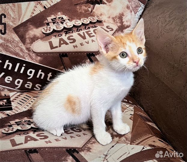 Очаровательные котята в добрые руки