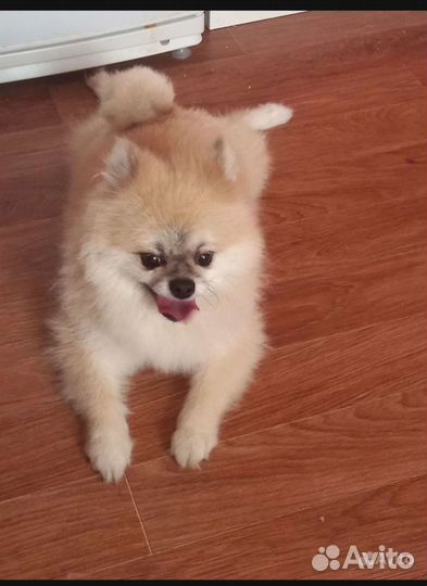 Передержка собак мелких и средних размеров