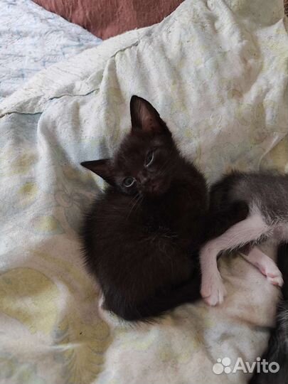 Кошка в дар