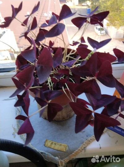 Кислица150, королевская герань300