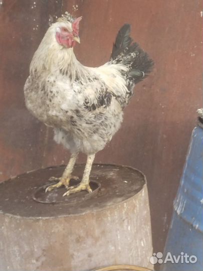 Продам петухов