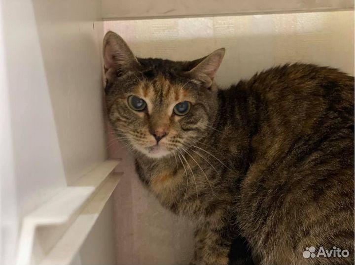 Отдаю в дар кошку Мусю-Марусю