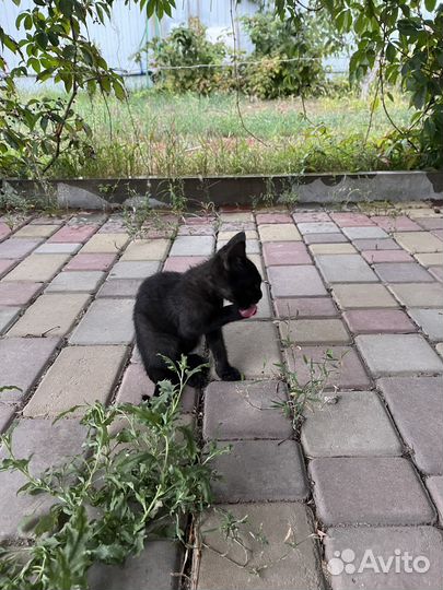 Очаровательная кошечка ищет дом