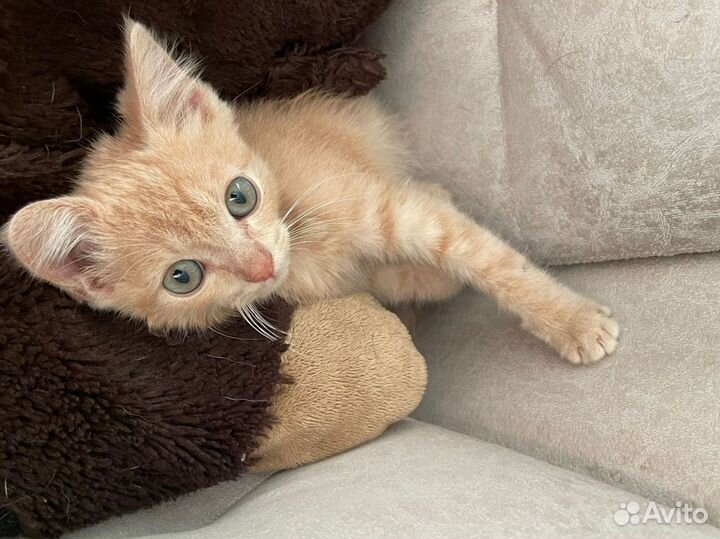 Котенок 2 мес