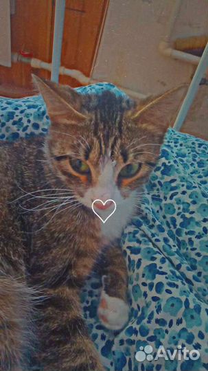 Европейская