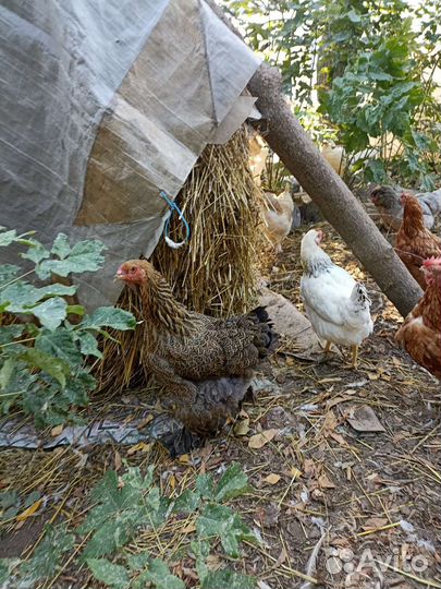 Куры несушки