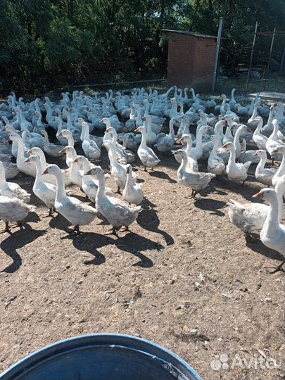 Гуси белые продам
