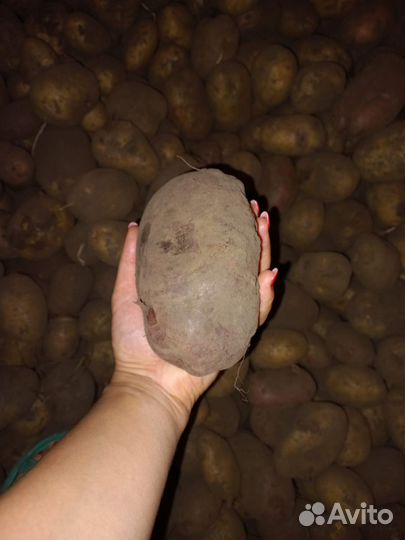 Картофель