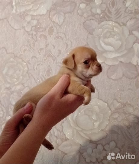 Щенки чихуахуа мини