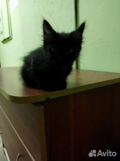 Отдам бесплатно животные